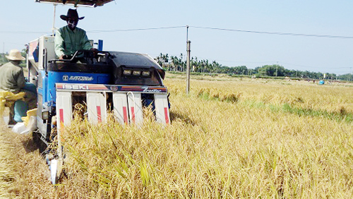 Quang Nam progresa gracias a la modernización campestre